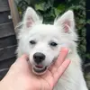 suzythespitz - @suzythespitz - TikTok