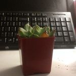 Suzy Stevens - @suzythesucculent - Instagram