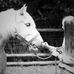 Svea Meyer - Facebook