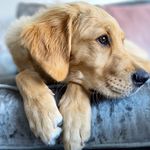 Sven Chewbarka Brown - @sventhegoldenretriever - Instagram