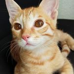 Swara Sheth - @swara4953 - Instagram