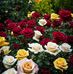 Swati Mukherjee - Facebook