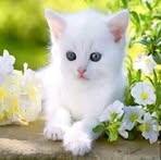 Swee Wong - Facebook