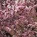 Ackerman Sybille - Facebook