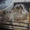 Hà Trung Hải - @sybillebell - TikTok