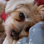 Sybil - @world.of_sybilbell - Instagram