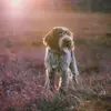 sybilbella295 - @sybilbella295 - TikTok