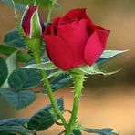 Subal Baman - Facebook