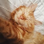 Charles the Cat - @adventureswithcharlesandsybil - Instagram