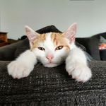Cookie😻 - @cookie_luvs_sybil - Instagram