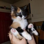 gizmo sybil cook 😺😸😻😼🙀😿😾 - @every_day_with_gizzy - Instagram
