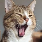 Sybil - @sybil_h8s_cookie - Instagram