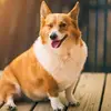 jamessybil307 - @jamessybil307 - TikTok