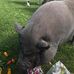 Sybil &amp; John's Farm - Facebook