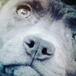 anabelle - @sybilroberts711 - Instagram