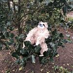 Sybil - @royalsybil - Instagram