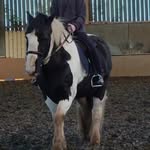 english horse - @sybilwhite81 - Instagram