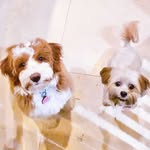 Sydney Noodle + Dolly Bacon - @sydney.and.dolly - Instagram
