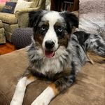 Sydney John Batson - @sydtheaussieshep - Instagram