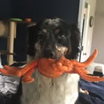 Sydney Bean - @sydney_bean_tn_aussie - Instagram