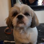 Sydney Bean - @sydney_shih_tzu - Instagram