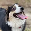 Sydney Bean - @sydneytheaussie - TikTok