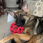 🌸Sydney🌸 - @sydney_bean_the_shepard - Instagram