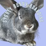 Sydney Bunny Boarding 🐰 - @sydneybunnyboarding - Instagram