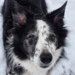 Sydney Sherlock Board - @sydney_sherlock_bcollie - Instagram