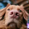 Sydney Boyer - @sydney.boyer2 - TikTok