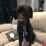 Bruno - @bruno_sydney - Instagram