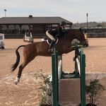 Sydney and Turner and Bruno - @sydneybutenhorses - Instagram