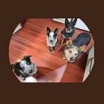 Jess, Brock 🌈, Morgan & Monti - @sydney.cattle.crew - Instagram