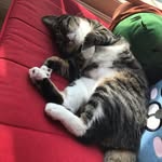 JustCat - @sydney_catty - Instagram