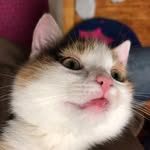 @sydney_the_catt - Instagram