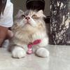 Sydneythecatt - @sydneythecatt - TikTok
