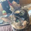 user1670106466971 - @sydneycatt1 - TikTok