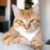 Sydney Chat 🐾 - @sydneychat - TikTok