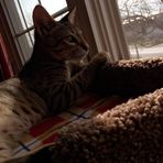 Sydney Comeau - Facebook