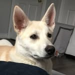 Sydney& Connors❤️🐶 - @stella.the.alaskanhusky - Instagram