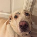 Sydney Conrad - @chloe_the_dog_asmr - Instagram
