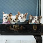 Sydney Courtney - @chihuahuas_come_on - Instagram