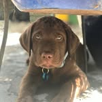Syd🐶 - @sydneycrouch_ - Instagram