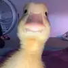 Sydney - @sydneycrowell_03 - TikTok