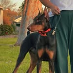 SYDNEY & CRUZ 🩵 - @cruz_thedobie - Instagram
