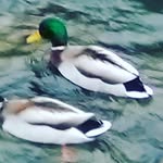 sydney currier - @curriersydney - Instagram