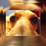 Sydney Curry - @sydney_the_weiner_dog - Instagram
