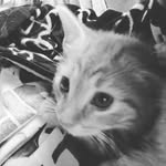 Sydney Daily - @daily.sydney21 - Instagram