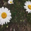 Sydney Decker - @s.yd.ney - TikTok