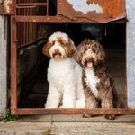 Dexter and Sydney - @dexterandsydney_ald - Instagram